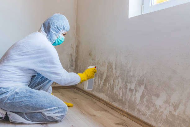 Licensed Basement Mold Remediation service in Chula Vista, TX - 24 Hour Mold Removal