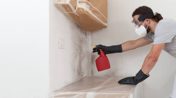 Professional Basement Mold Remediation technician working in Chula Vista, TX