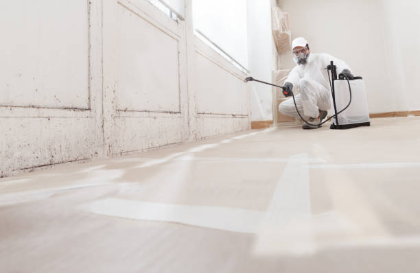 24/7 Emergency Basement Mold Remediation experts in Chula Vista, TX